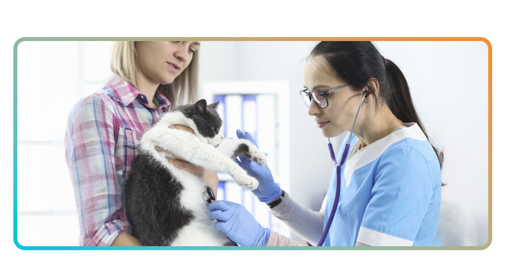 Pet health insurance: affordable coverage for your pets 1 Pet Health Insurance